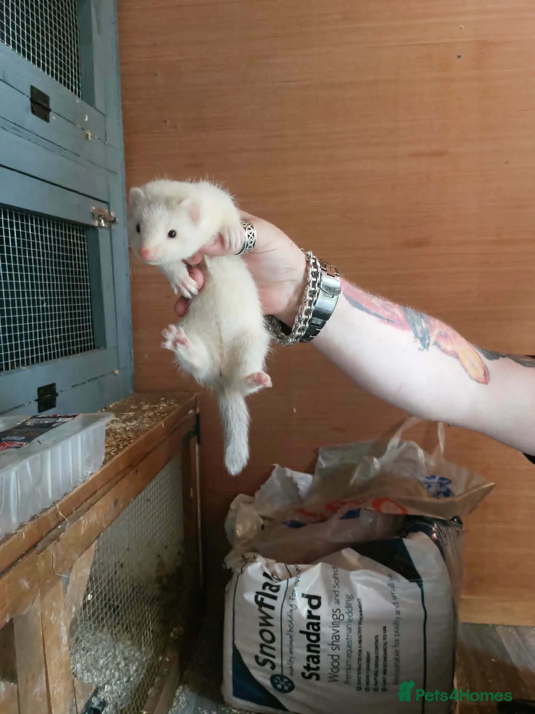 Ferret rodents for sale: Ferret Kits for sale - Advert 2