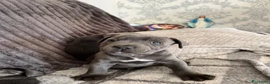 Staffordshire Bull Terrier 1