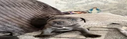 Staffordshire Bull Terrier dogs for sale: KC Blue Staffordshire Bull Terrier Puppies  - Advert 2