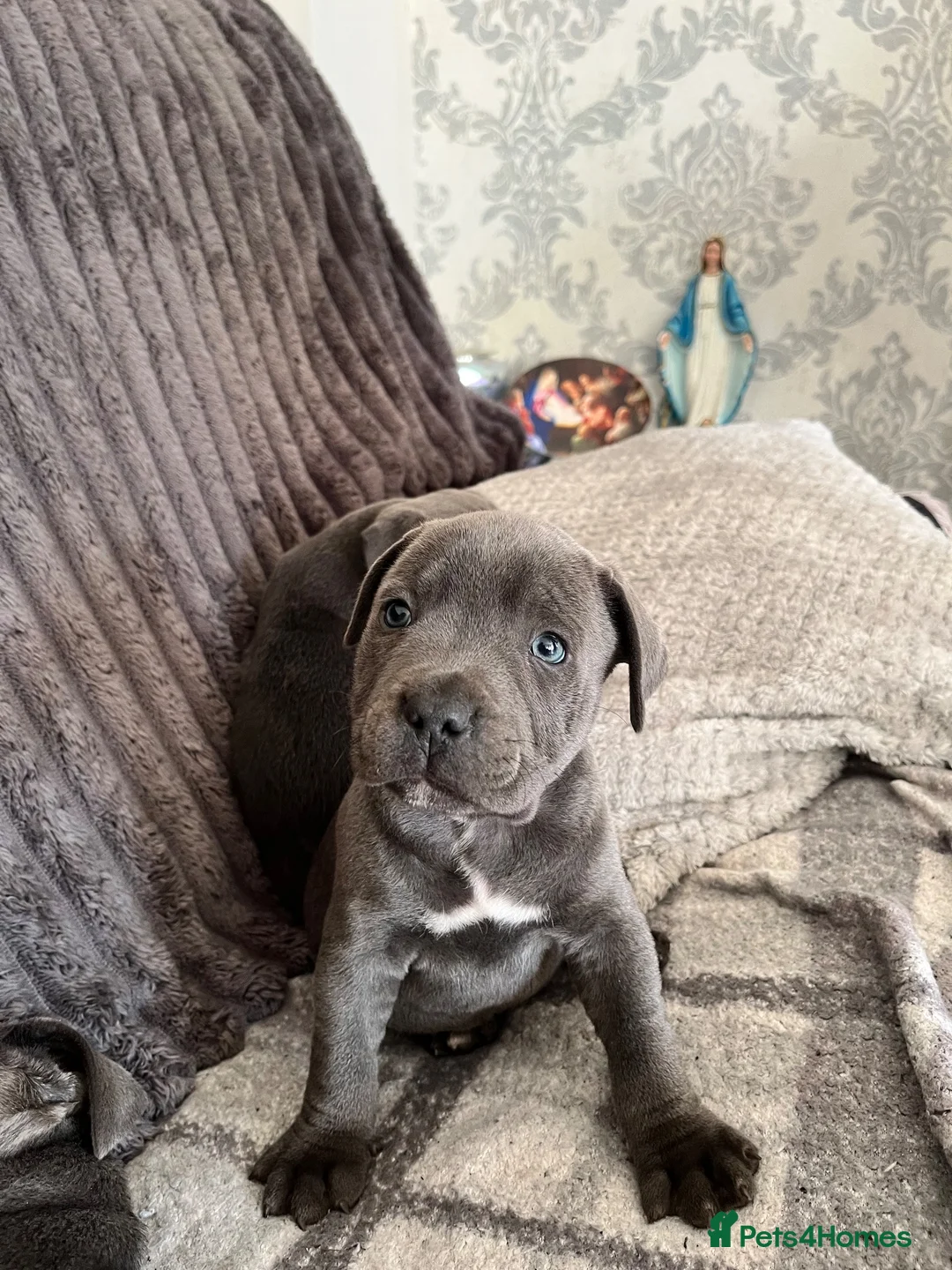 Staffordshire Bull Terrier dogs for sale: KC Blue Staffordshire Bull Terrier Puppies  - Advert 2