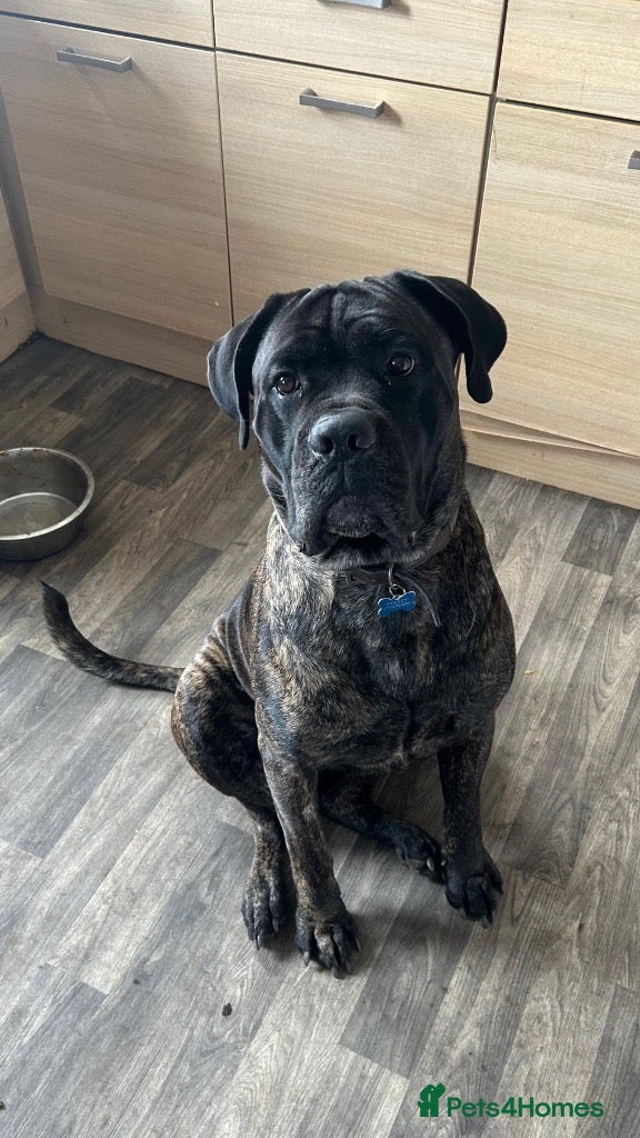 Cane Corso dogs Meet Kenny, currently residing in Cheshire - Advert 1