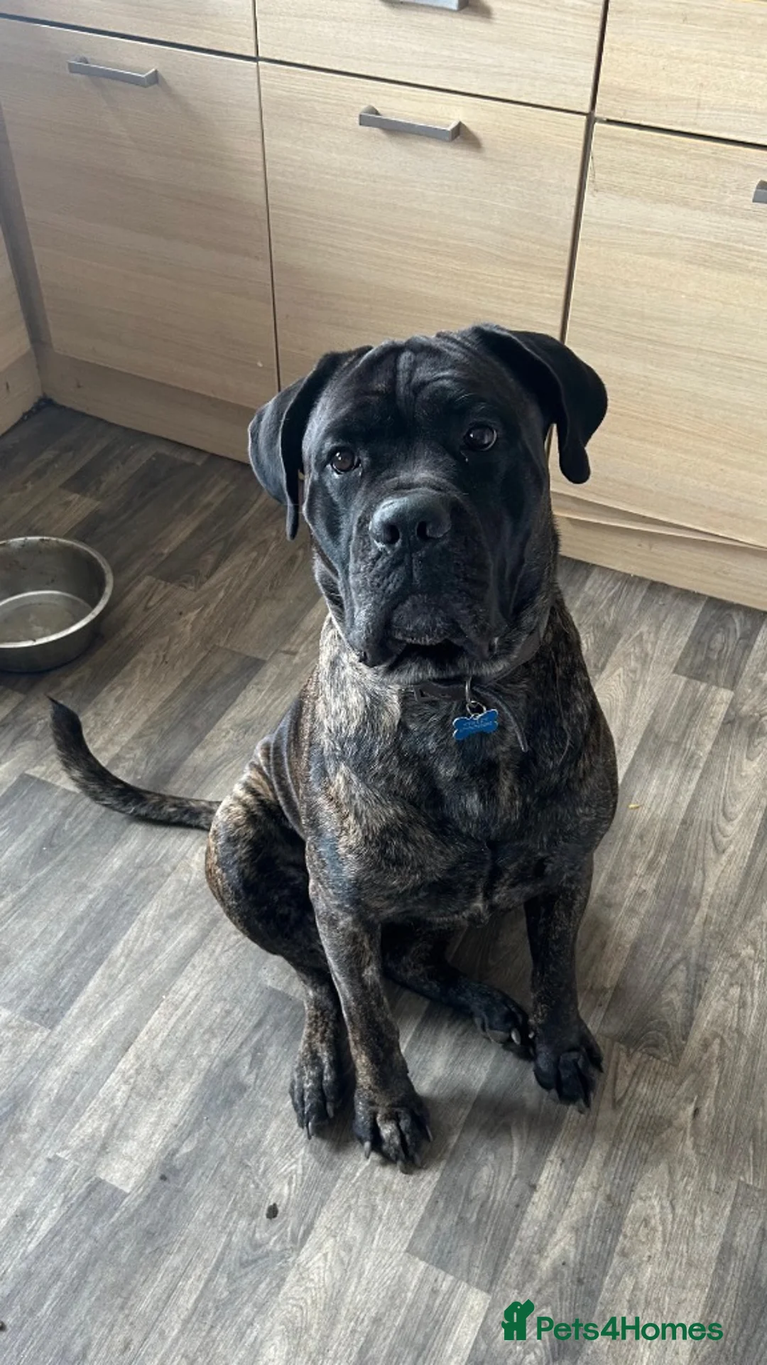 Cane Corso dogs for adoption: Meet Kenny, currently residing in Cheshire - Advert 1