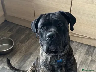 Cane Corso dogs Meet Kenny, currently residing in Cheshire - Advert 1