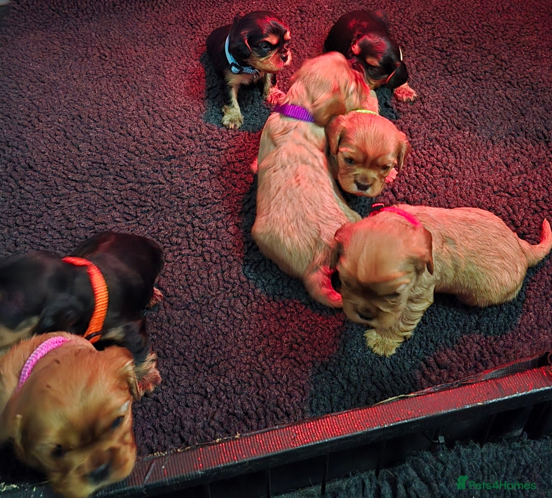 Cavalier King Charles Spaniel dogs for sale: Beautiful Cavalier King Charles Puppies  - Advert 9