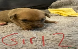 Jack Russell dogs for sale: 8 beautiful Jack Russell puppies 5 boys 3 girls - Image 14