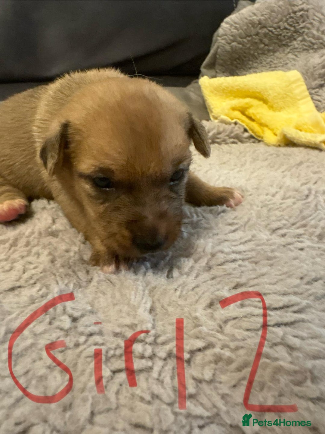 Jack Russell dogs for sale: 8 beautiful Jack Russell puppies 5 boys 3 girls - Image 14
