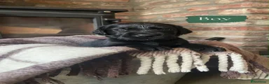 Cockerdor 2