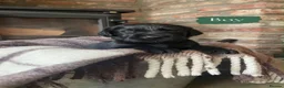Cockerdor dogs for sale: Gorgeous cockerdor puppies  in Bridlington - Advert 4