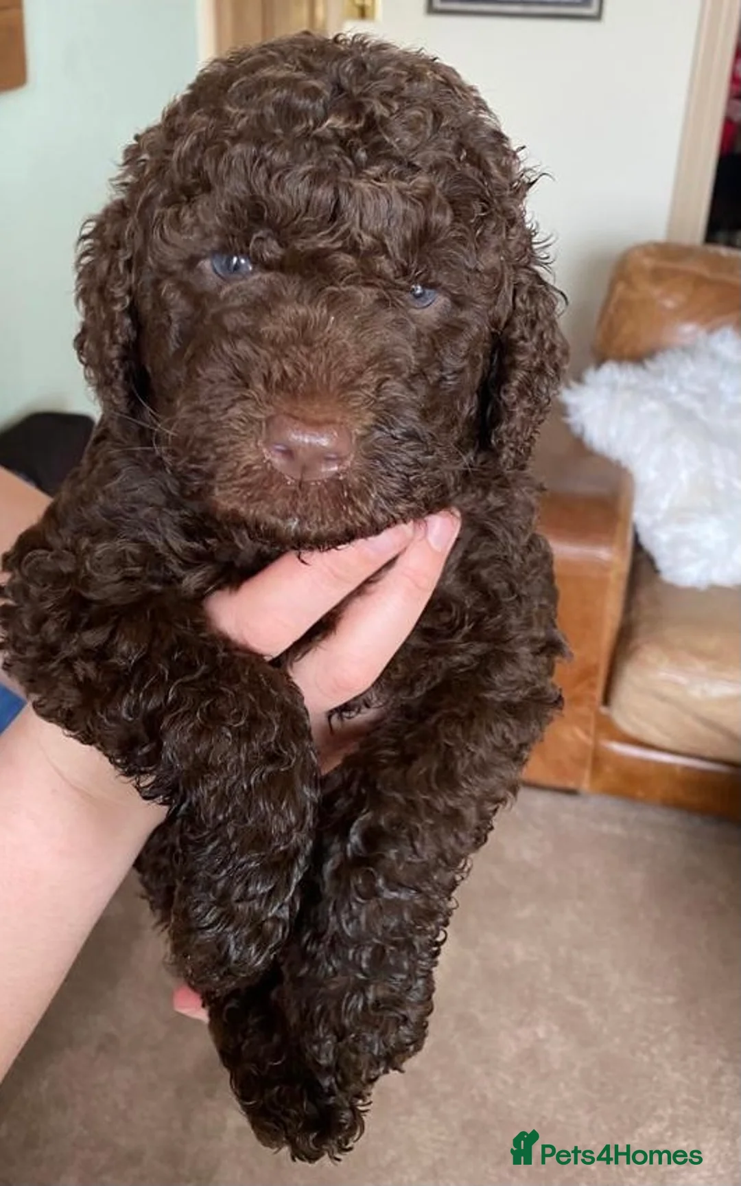 Labradoodle dogs for stud: Chocolate Standard Labradoodle Multigenerational  in Matlock - Advert 15
