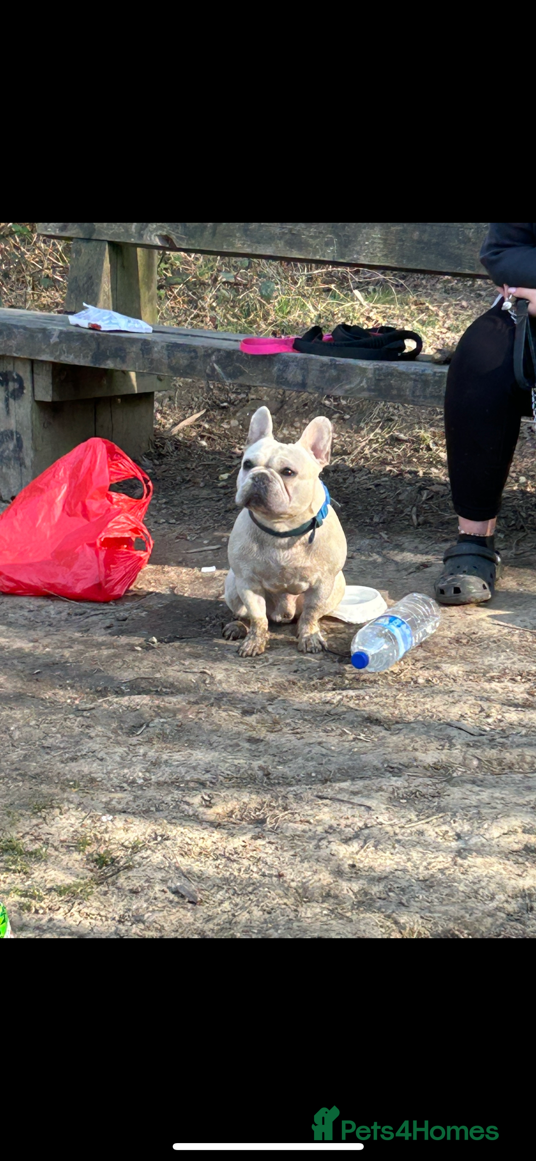 French Bulldog dogs for sale: KC French bulldog puppies dad 5 generation pedigre - Advert 11