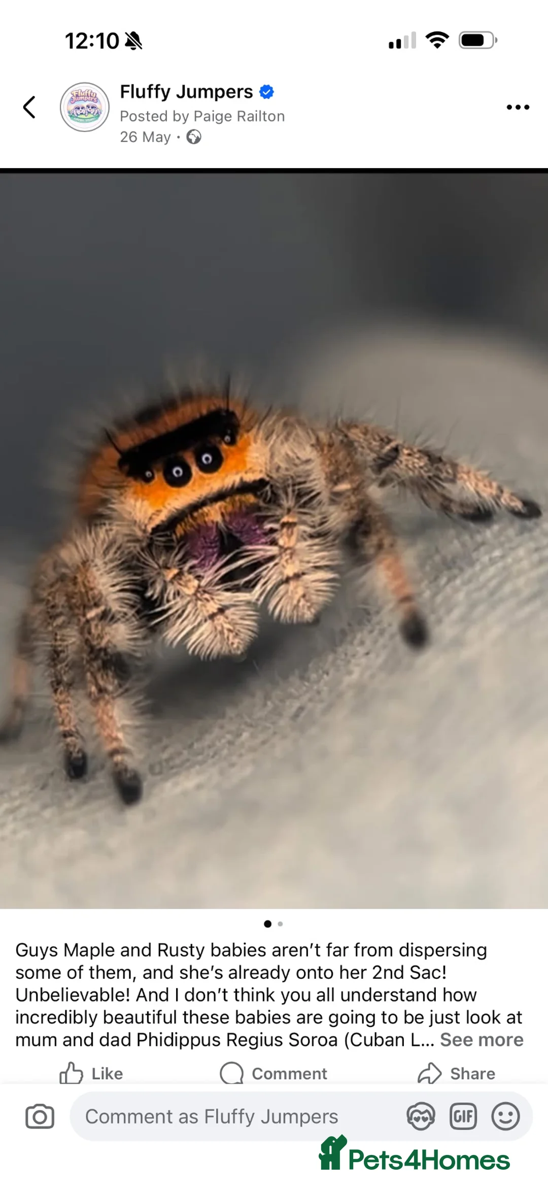 Spiders invertebrates for sale: Phidippus Regius-Soroa Wholesale x5 - Advert 4