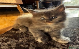 Maine Coon cats for sale: Tica registered Maine Coons from champion lines  - Image 8
