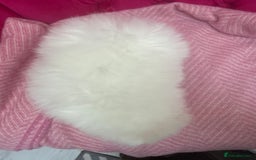 Pomeranian dogs for sale: READY 2nd August KC White Teddy Bear Poms - Image 19