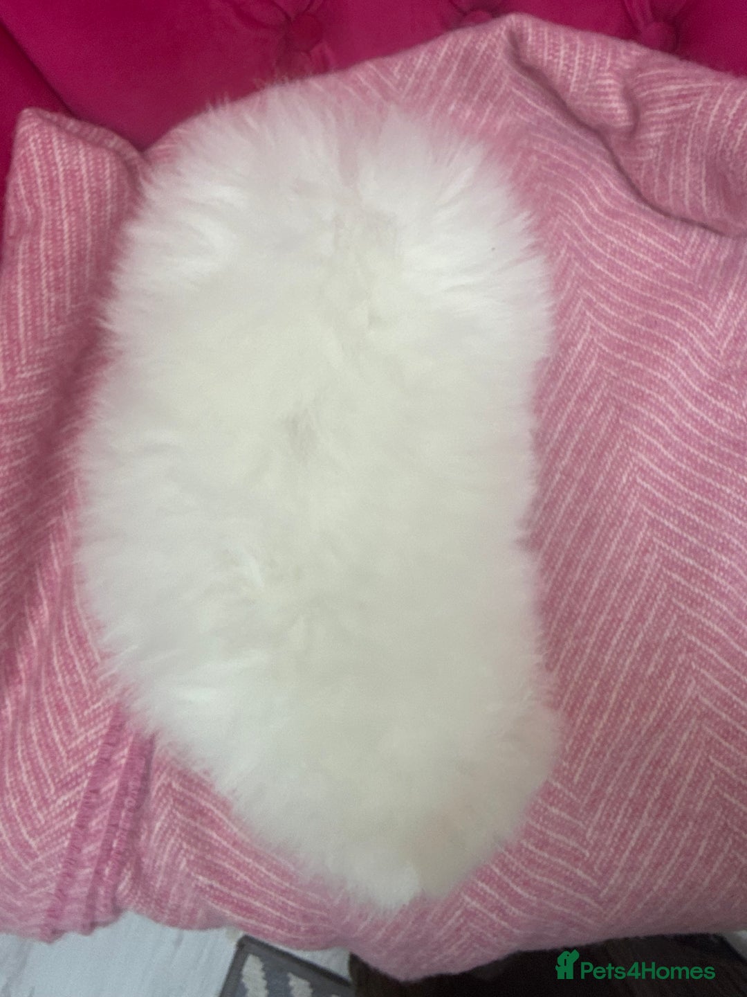 Pomeranian dogs for sale: READY 2nd August KC White Teddy Bear Poms - Image 19