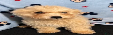 Cavapoo 2