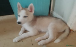Siberian Husky dogs for sale: Siberian Husky Puppies in Birmingham - Image 15