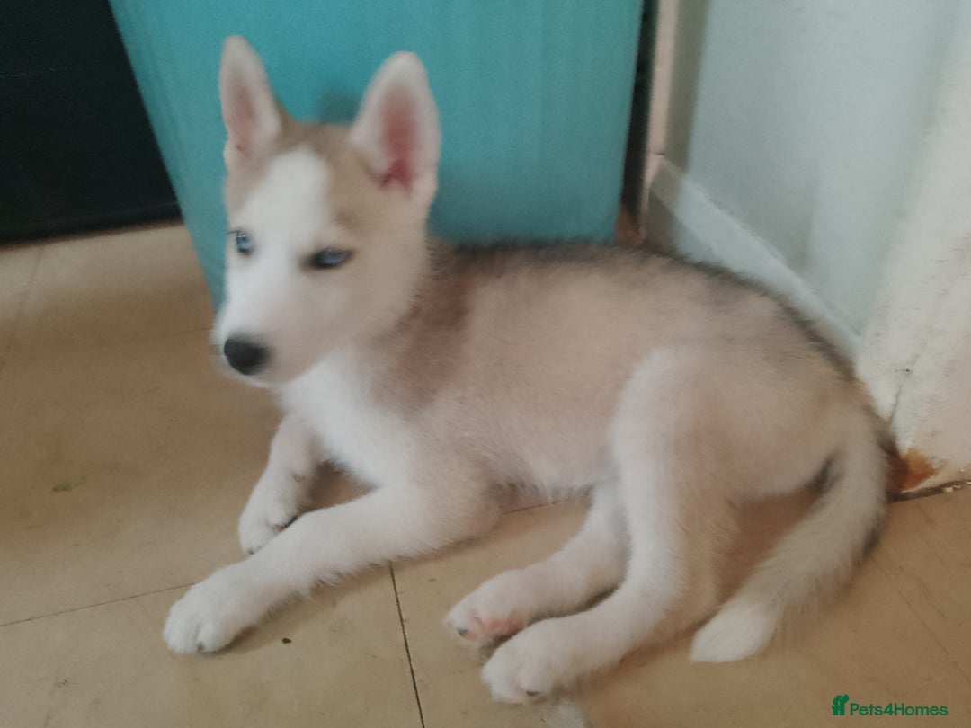 Siberian Husky dogs for sale: Siberian Husky Puppies in Birmingham - Image 15