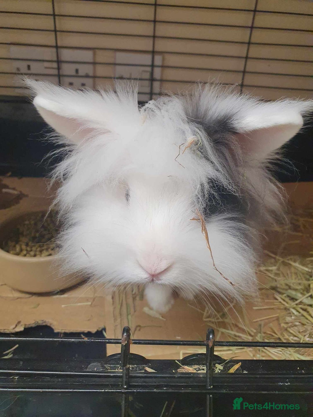 Mini Lion Lop rabbits for sale: Stunning Double Maned, Mini Lionlop Babies - Advert 8