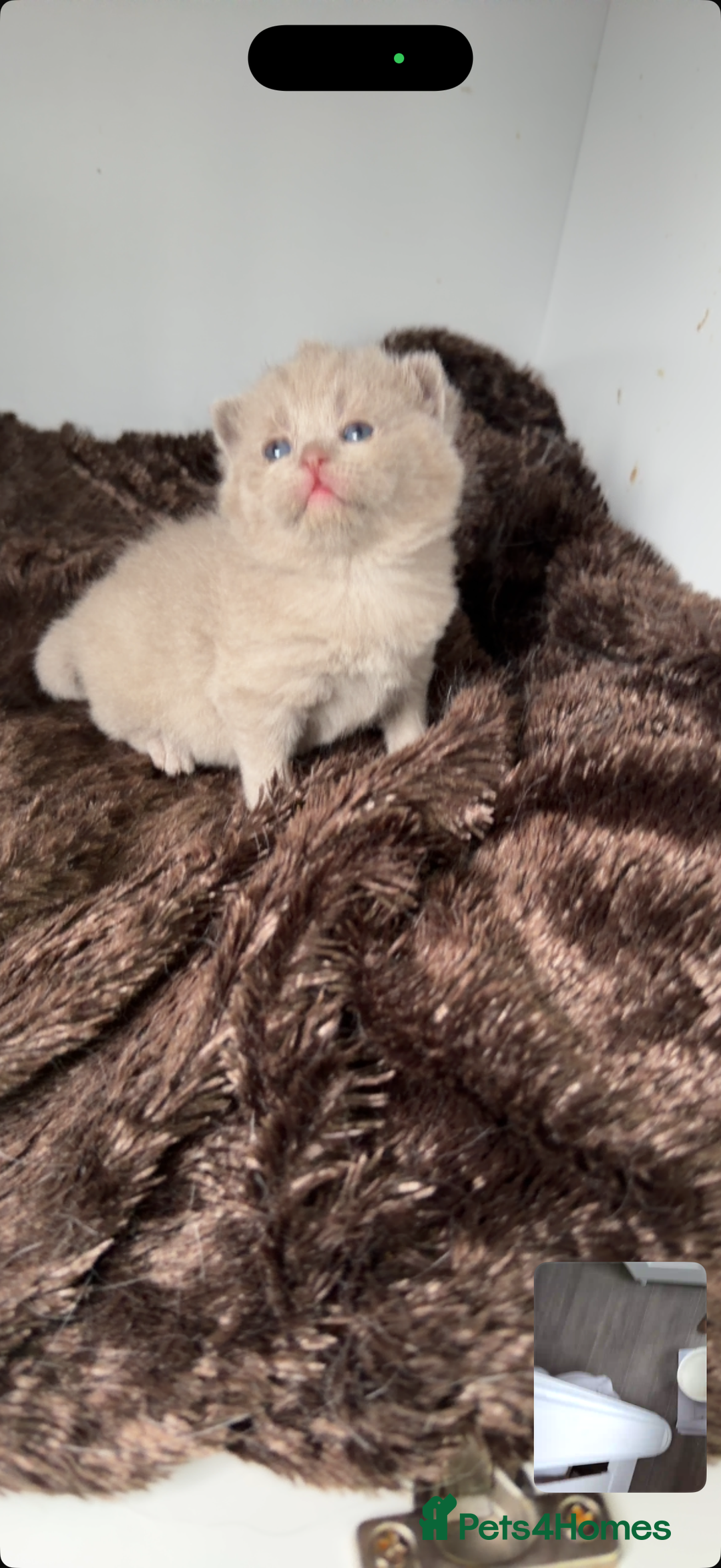 British Shorthair cats for sale: British short hair kittens  - Advert 20