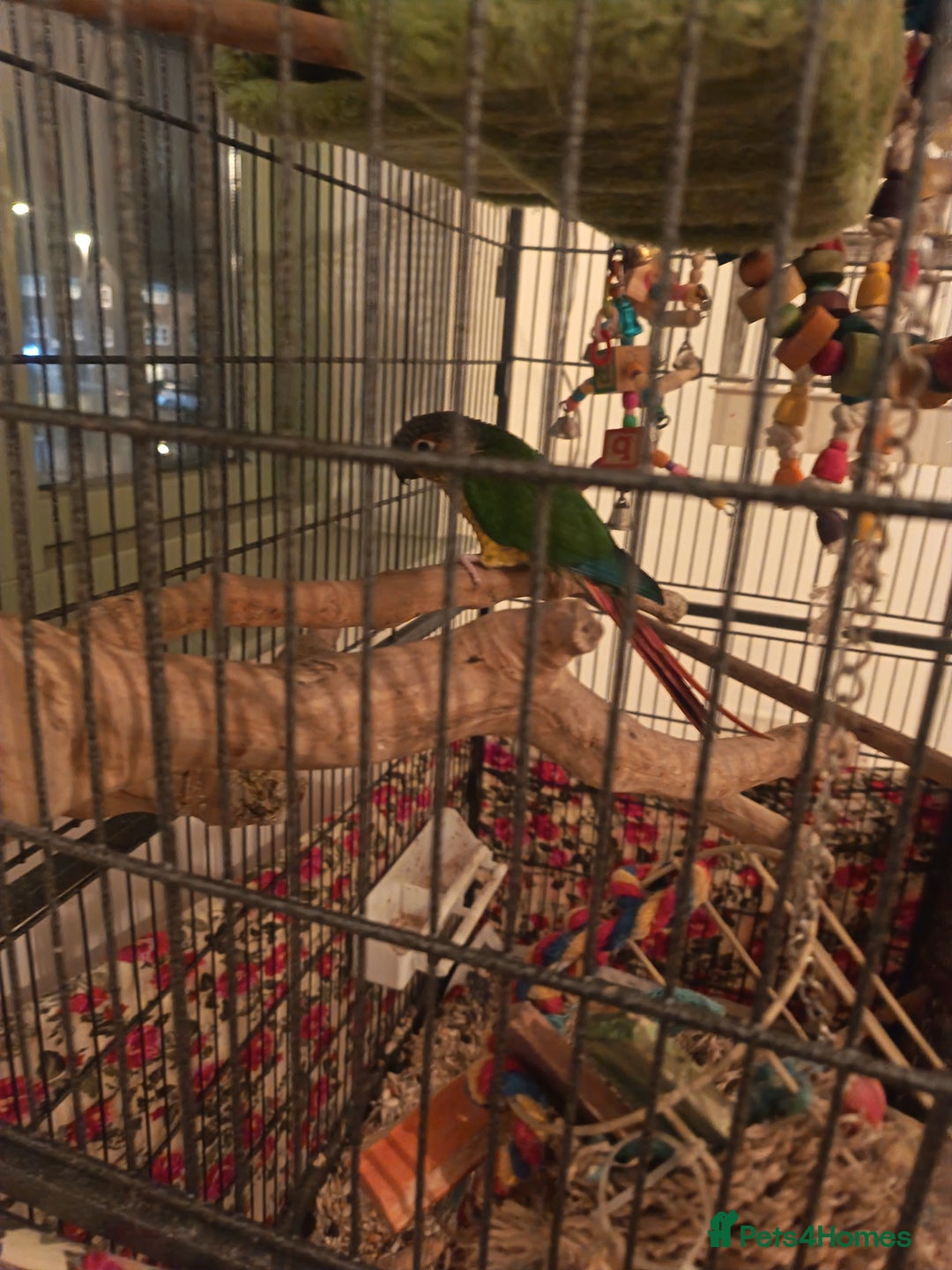 Conures birds for sale: Three conures for sale  - Advert 4