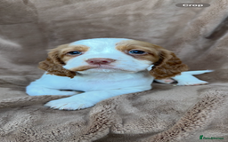 Cocker Spaniel dogs for sale: Gorgeous kc registered cocker spaniel puppies - Image 32