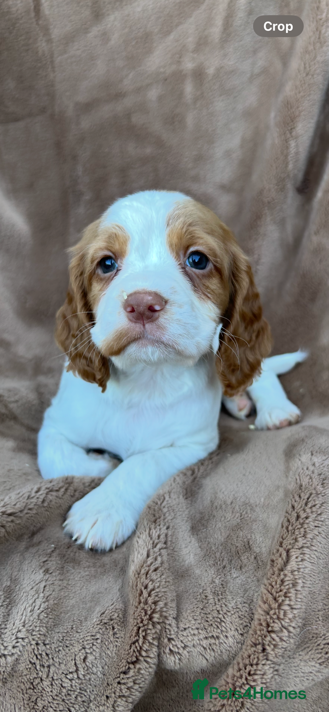 Cocker Spaniel dogs for sale: Gorgeous kc registered cocker spaniel puppies - Image 32