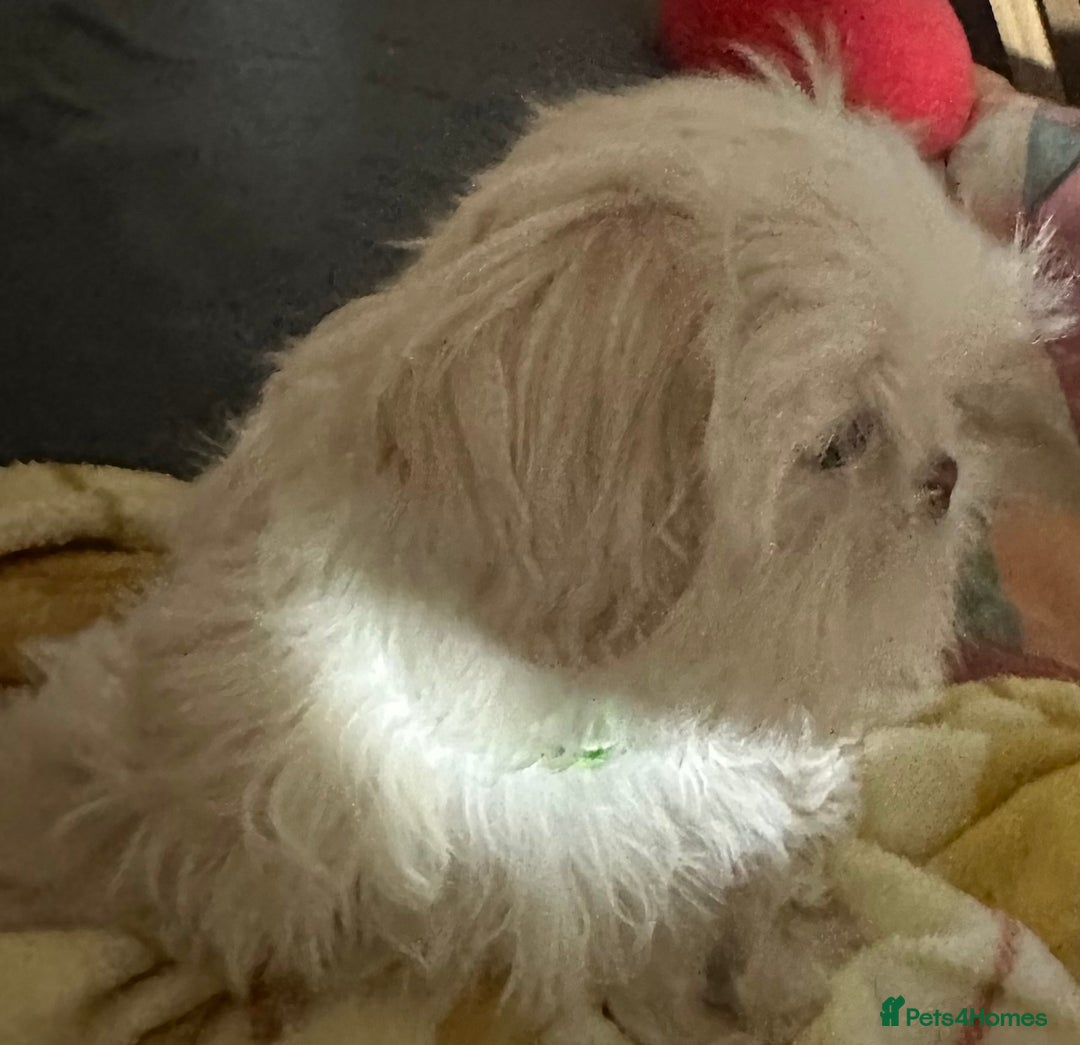 Shih Tzu dogs for sale: Lavender White Imperial Shih Tzu Puppies - Advert 33