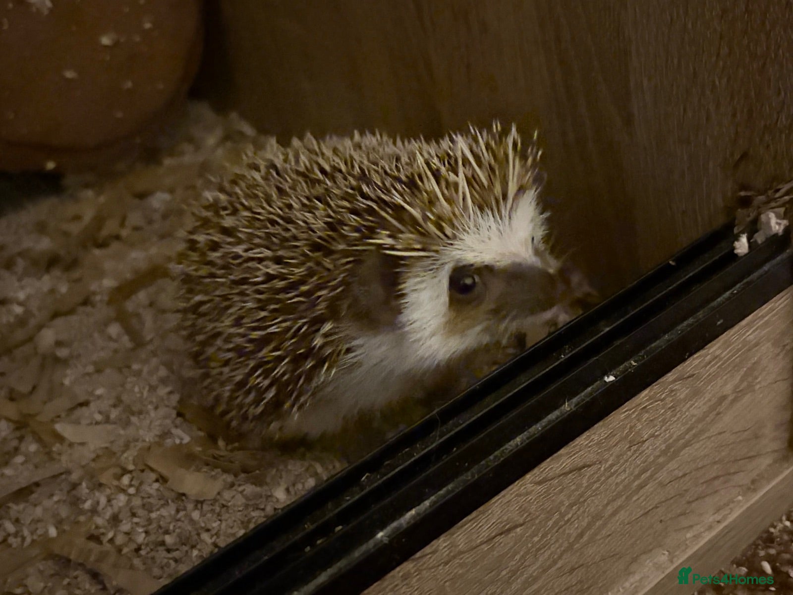 Pygmy Hedgehog rodents Breeding Pair Pygmy Hedgehogs Emergency Rehoming - Advert 10