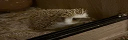 Pygmy Hedgehog rodents for sale: Breeding Pair Pygmy Hedgehogs Emergency Rehoming - Advert 1