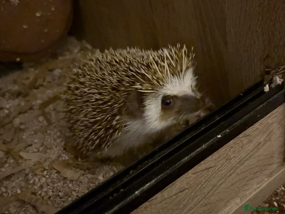 Pygmy Hedgehog rodents for sale: Breeding Pair Pygmy Hedgehogs Emergency Rehoming - Advert 1