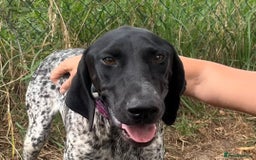 German Shorthaired Pointer dogs for adoption: Dora, a gorgeous young GSP - Image 1
