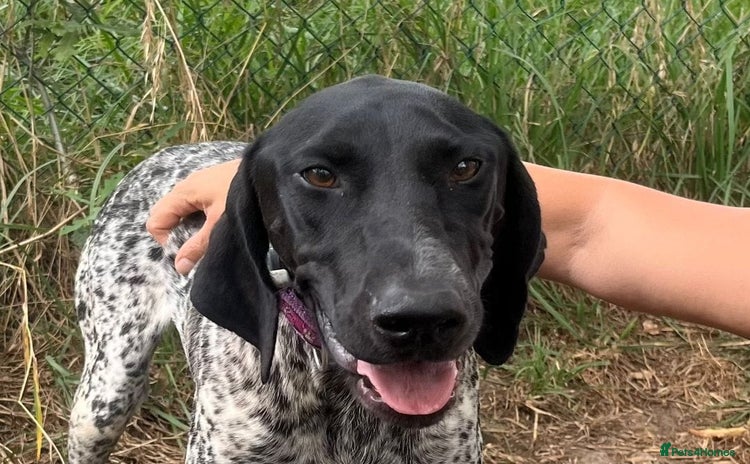 German Shorthaired Pointer dogs - Advert 3
