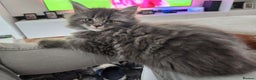 Maine Coon cats for sale: 1 female Maine coons ready to leave now  - Advert 11