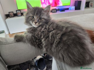 Maine Coon cats - Advert 19