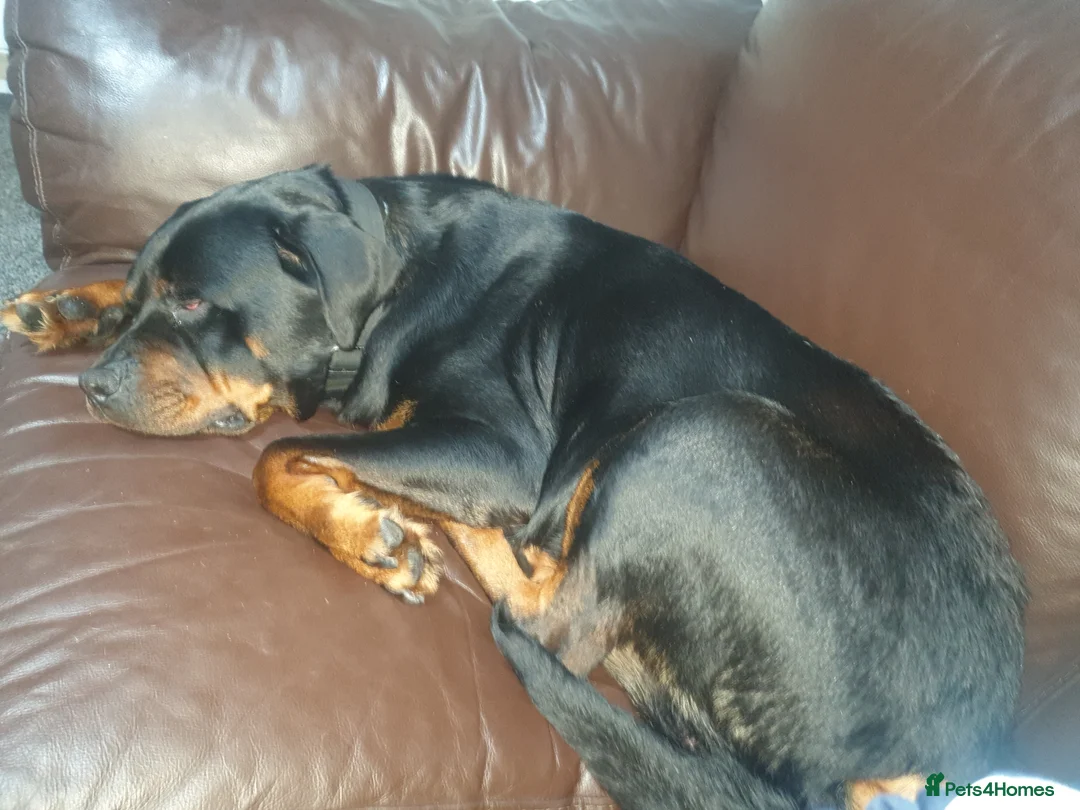 Rottweiler dogs for sale: Female rottweiler  - Advert 2