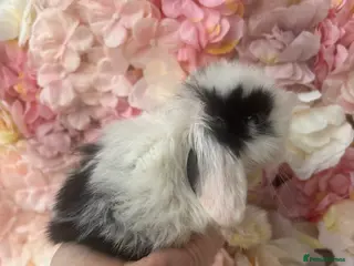 Mini Lop rabbits Black Extreme Mini Lop Buck - Advert 1