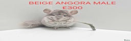 Chinchilla rodents for sale: STUNNING BABIES CHINCHILLA MIX COLOURS AND GENDER  - Advert 2