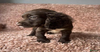 Cocker Spaniel dogs - Advert 4