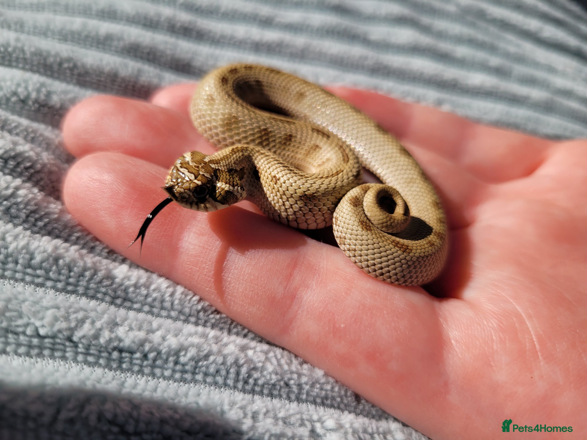 Snake reptiles  Western hognose snakes from £120 & Leachie gecko - Advert 19
