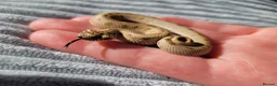 Snake reptiles for sale:  Western hognose snakes from £120 & Leachie gecko - Advert 1