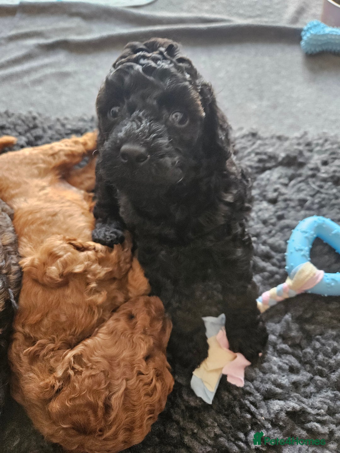 Miniature Poodle dogs for sale: Beautiful Health Tested Poodles - Advert 14