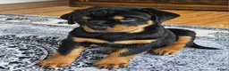 Rottweiler dogs for sale: Show Quality KC reg. rottweiler puppy  - Advert 2