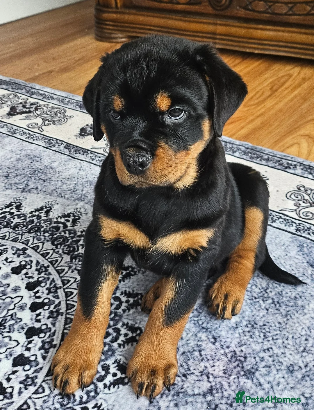 Rottweiler dogs for sale: Show Quality KC reg. rottweiler puppy  - Advert 2