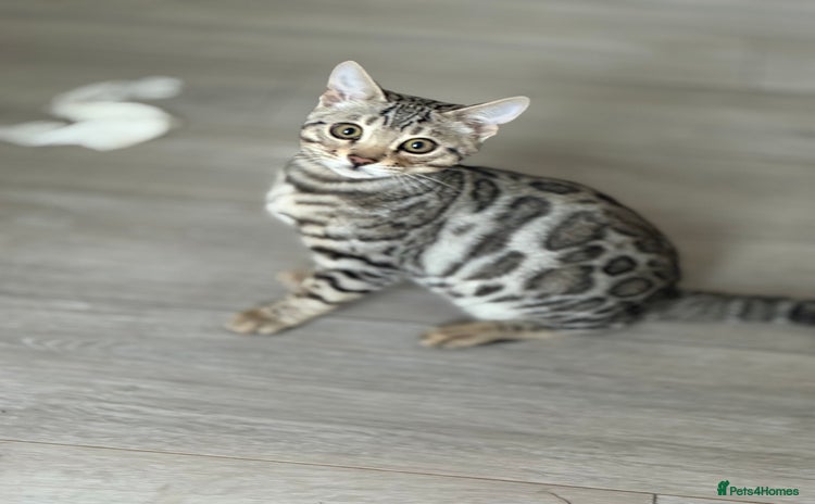 Bengal cats Bengals kitten  - Advert 1