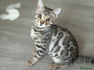 Bengal cats for sale: Bengals kitten - Advert 1