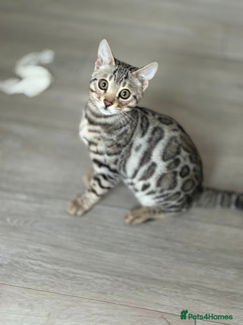 Bengal cats Bengals kitten - Advert 1
