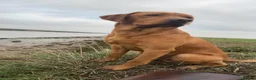 Labrador Retriever dogs for sale: Adorable KC Labrador puppies 🐾 - Advert 10