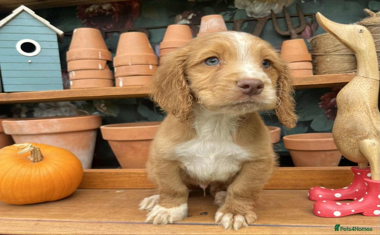 Cocker Spaniel dogs - Advert 14
