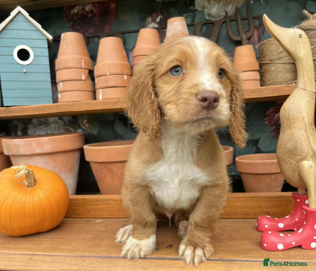 Cocker Spaniel dogs for sale: Cocker spaniel puppies  - Image 1
