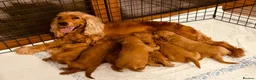 Cockapoo dogs for sale: 7 handsome cockapoo boys  in Pudsey - Advert 1